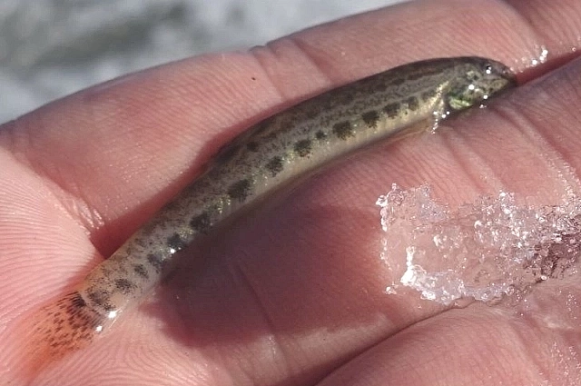 Обыкновенная щиповка совсем не обыкновеная.