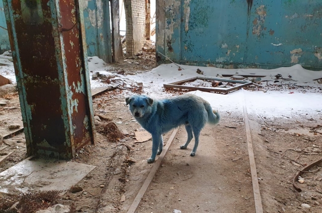Собаки жили в заброшенных цехах химзавода.