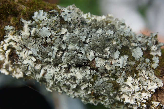 Пармелина липовая — вид зоны широколиственных лесов, встречается на деревьях широколиственных пород, часто на липах.