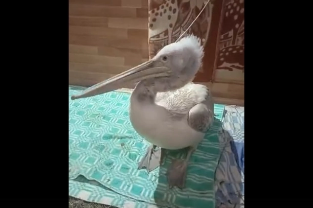 Татьяна успела полюбить пеликана Васю, пока ухаживала за ним.