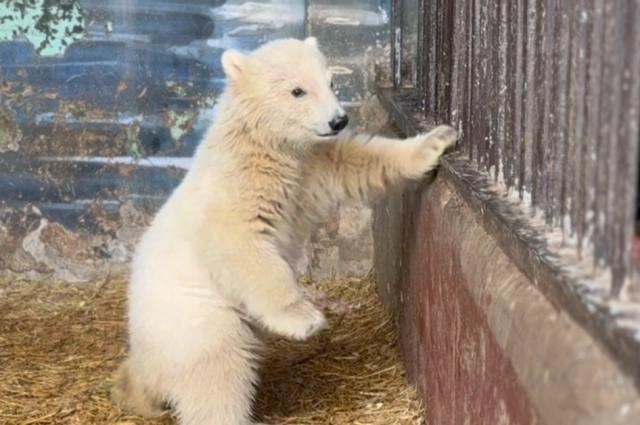 Парма — настоящая разбойница, говорят в зоопарке.