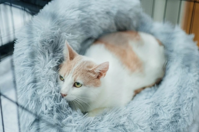 Один из питомцев, который ещё ищет хозяина.