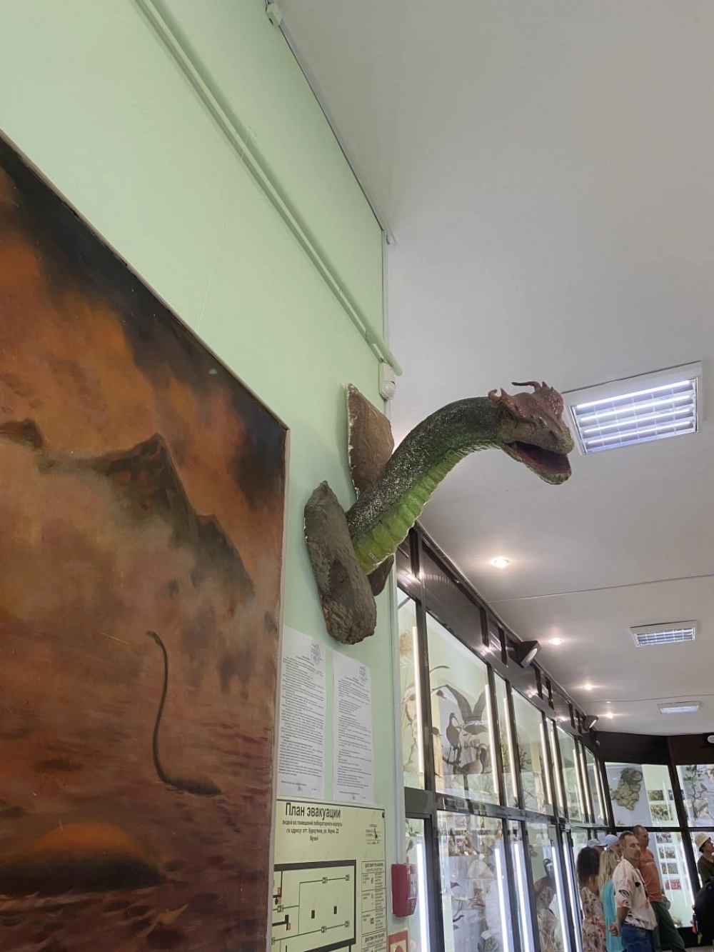 Макет головы и шеи Карадагского змея в музее истории и природы Карадага.