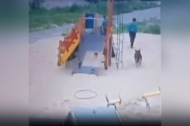 По словам местных жителей, у стаи даже есть свой вожак. 