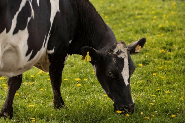 Пастереллез может передаться и людям.