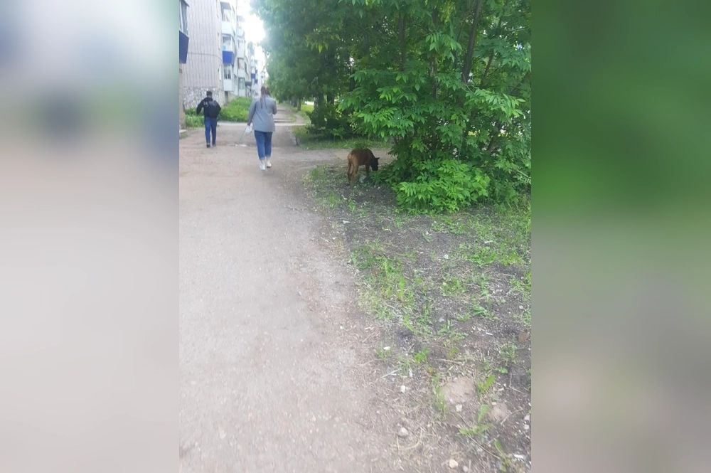 Оказывается, у псов есть хозяева.