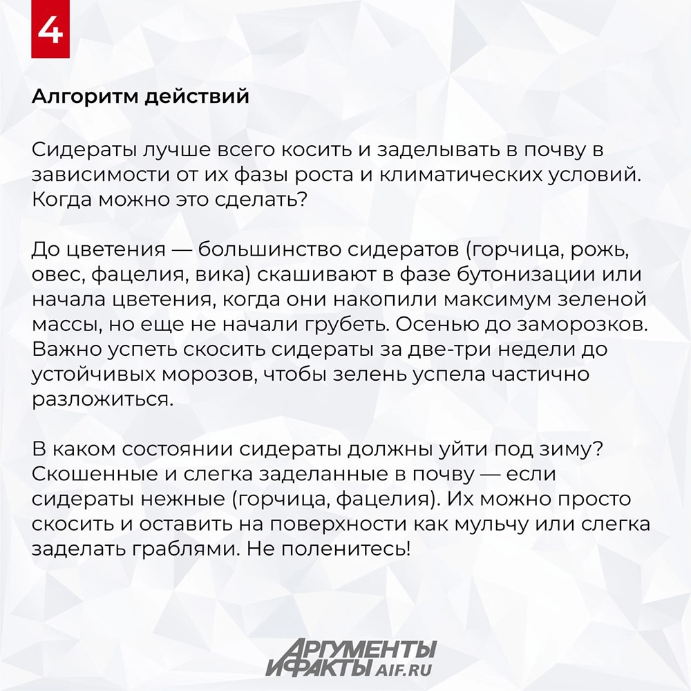 Как сидераты стоит посеять в августе