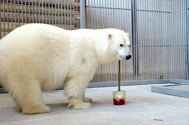 Думка переехала в Омскую область из Ижевска.