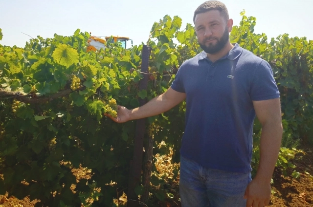 Сейчас идет сбор сорта Бьянка.