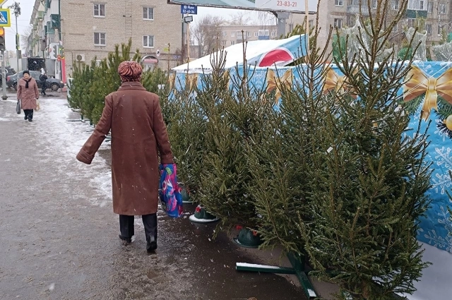Пензенцев не прельщают ни сами ёлки, ни цена на них.