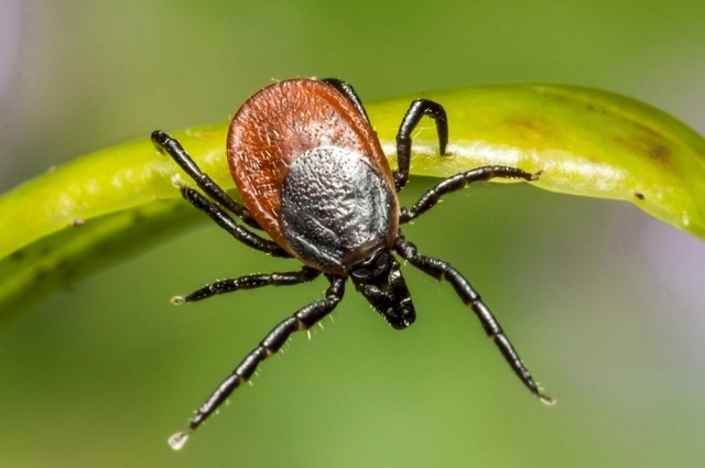 Клещи являются переносчиками множества заболеваний