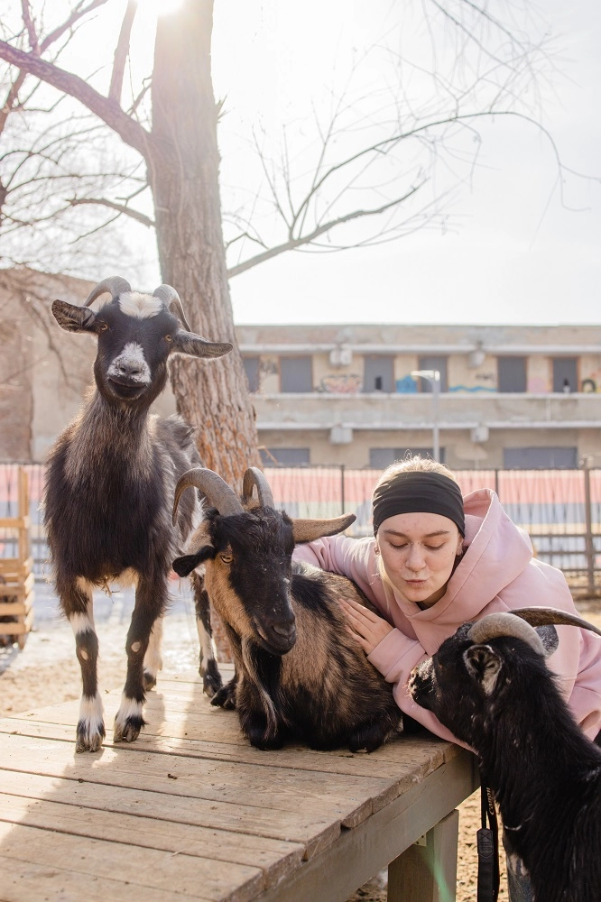 альпака парк