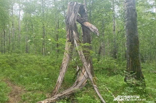 Лес на Кутурчине даже выглядит загадочно.