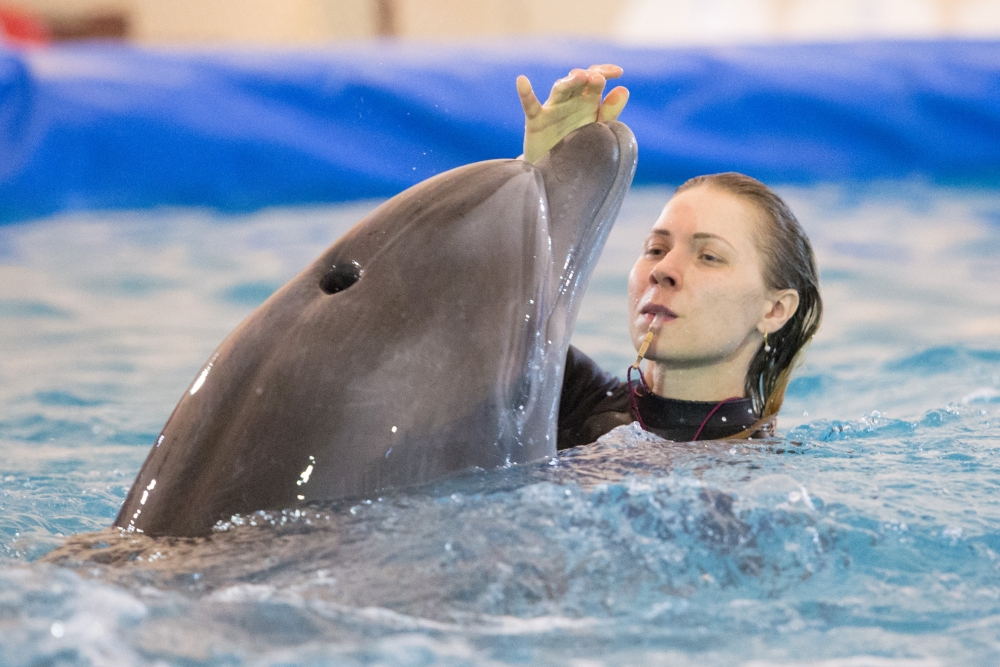 Дельфины принимают пищу играючи.