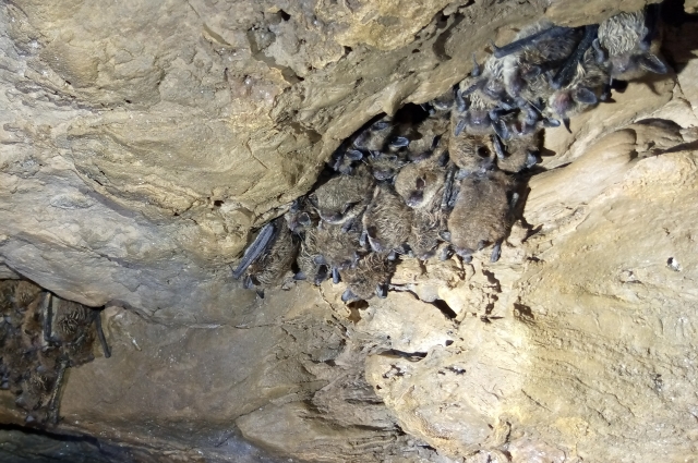 В пещере обитают шесть видов рукокрылых.