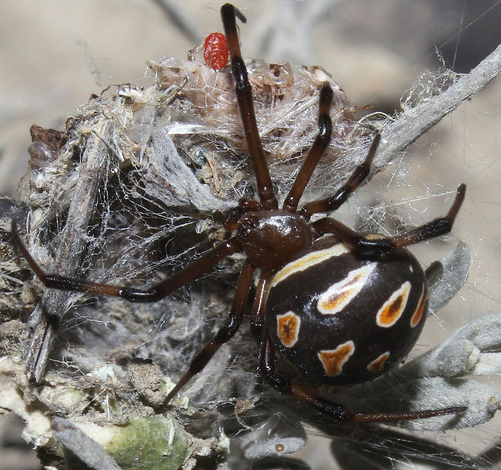 Берегитесь «чёрных вдов»! Где в Крыму живут пауки-каракурты и чем они  опасны | ТУРИЗМ | АиФ Крым