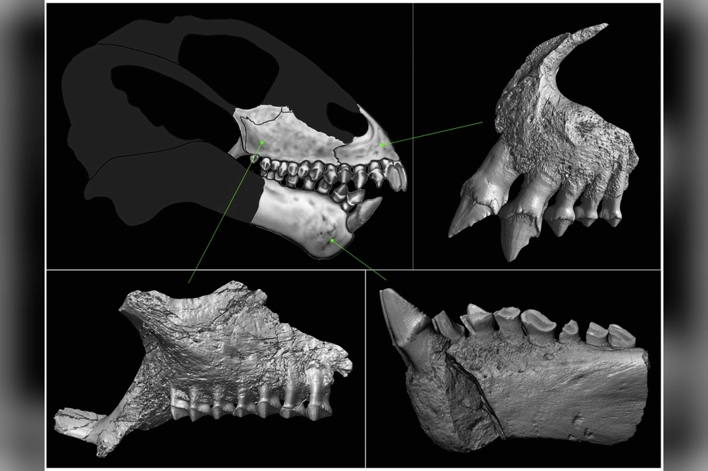 Parasilvia alexandrae Bulanov et al., 2026, фрагменты черепа и нижней челюсти; Оренбургская область, местонахождение Подлесный; верхняя пермь.