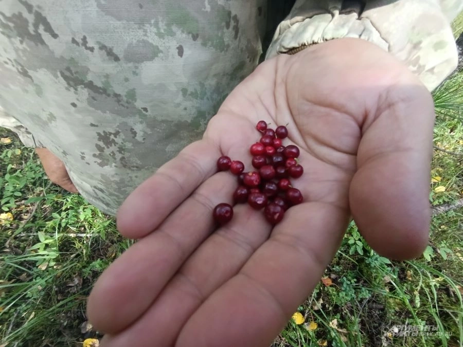 Вдоль туристической тропы на Мальвинку можно набрать брусники.