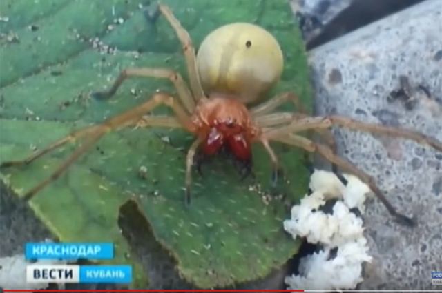 Чем опасны желтые саки и к чему может привести укус этого паука? | Природа  | Общество | Аргументы и Факты