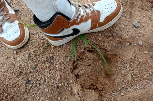 Следы лап заметили в 100 метрах от многоэтажек!