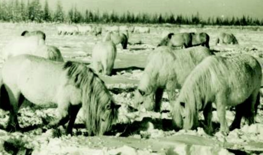 Якутскую лошадь разводили табунно-тебеневочным способом