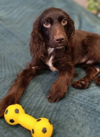 Спаниель Барни живет теперь в семье у Марии