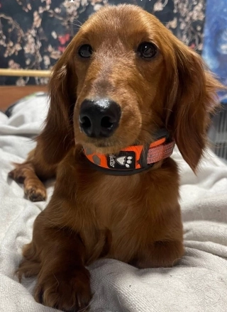 Всех найденных собак люди разобрали 