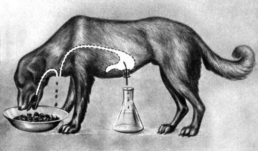 Во время эксперимента пища через отверстие в пищеводе собаки  вываливается наружу, а через фистулу в желудке капает желудочный сок. 