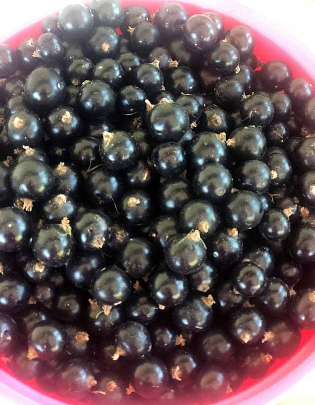 Если все сделать правильно, на следующий год смородина отблагодарит вас крупными и сладкими ягодами.