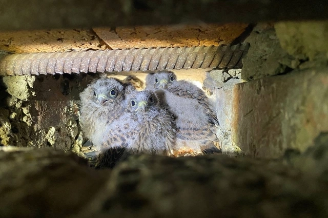 Птенцы пустельги на главном здании вуза.