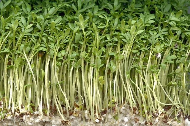 Салат можно сеять все лето.