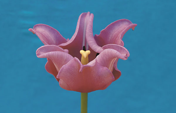 Сиреневый сорт Пикче Picture с цветками оригинальной формы в коллекции ГБС, к сожалению, не прижился из-за неустойчивости к вирусной инфекции
