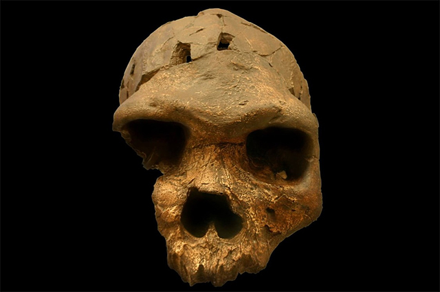 В 1976 году в Эфиопии был найден массивный череп возрастом 550-740 тысяч лет. Смитсоновский музей естественной истории.