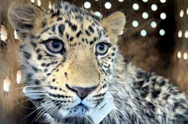 Юный леопард положит основу новой популяции этих хищников в Уссурийском заповеднике.