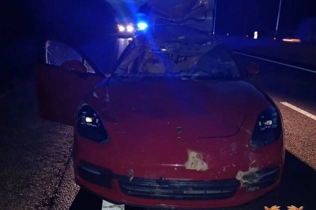 Лось выбежал на трассу М-9 перед машиной, в которой сидела Ксения Александрова.