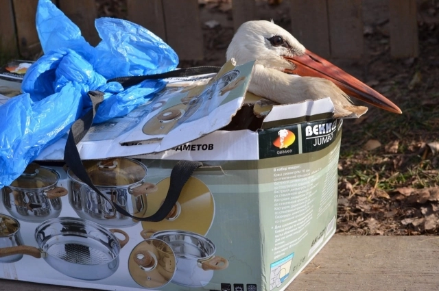 Аисты часто травмируются под колесами автомобилей