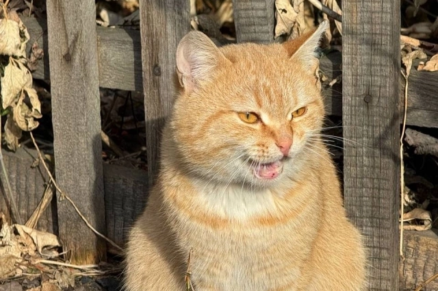 Несмотря на то, что хозяина больше нет в живых, они продолжают сидеть у ворот дома.