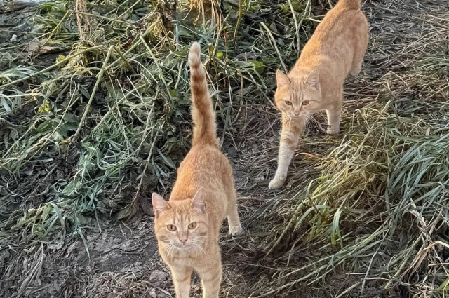 На территории заколоченного дома живут коты.