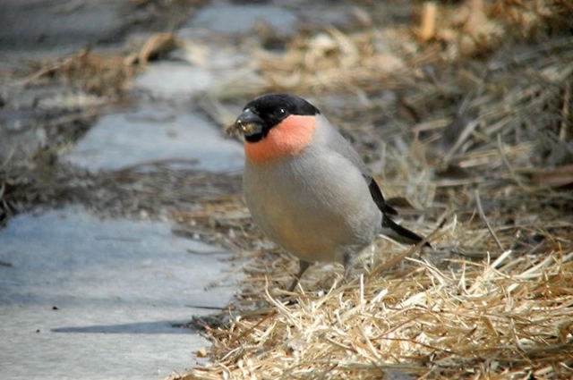 Обижать птиц 28 марта ни в коем случае нельзя - это навлечет беду.