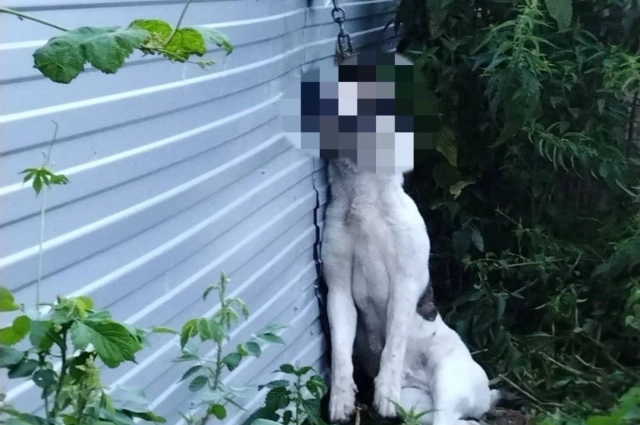 Алабай погиб без присмотра.