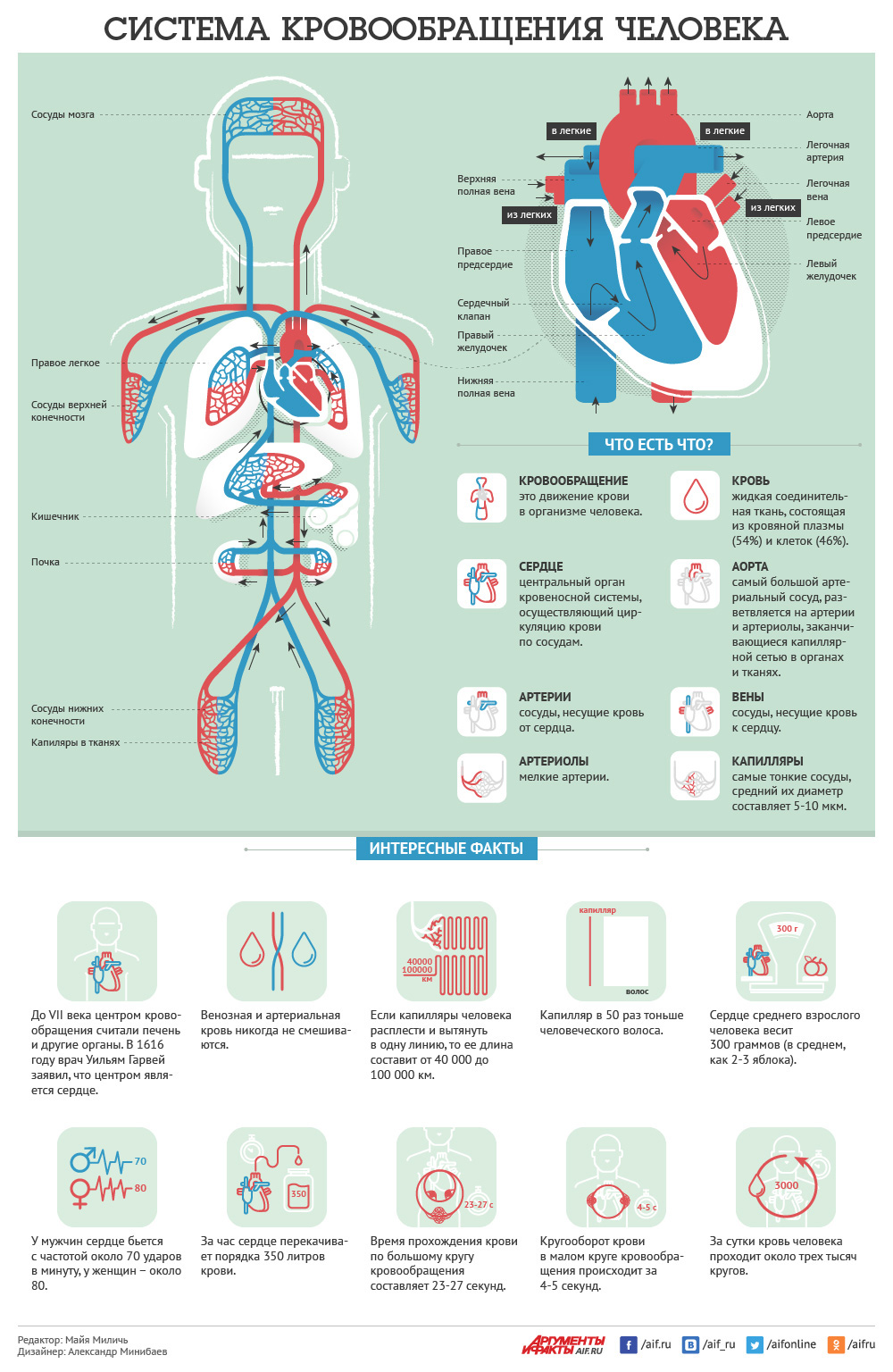Система кровообращения. Инфографика