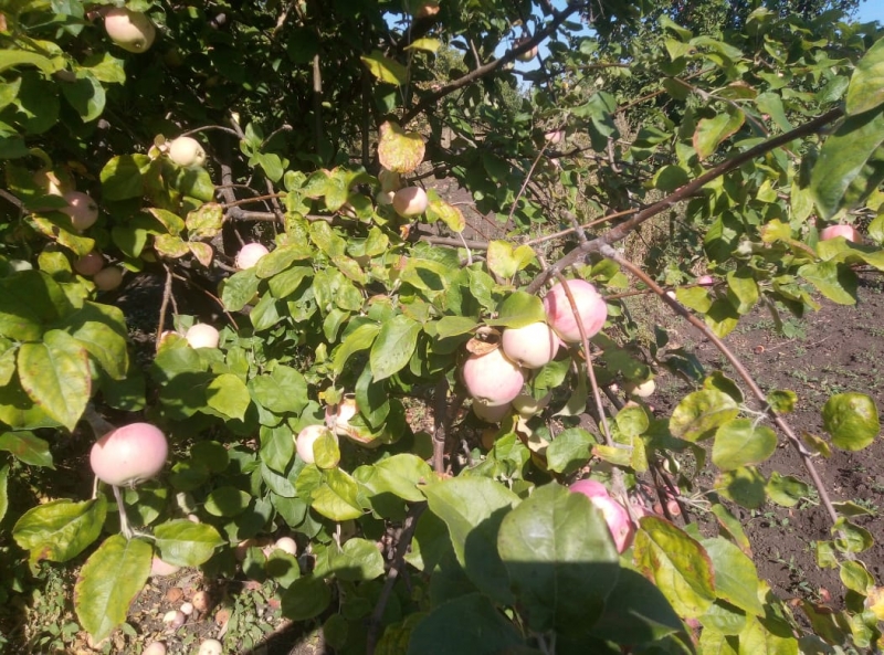 В саду изобилие яблонь сортов «протон», «куликовское», «мантет», «здоровье», «антоновка», «ветеран» и др. 