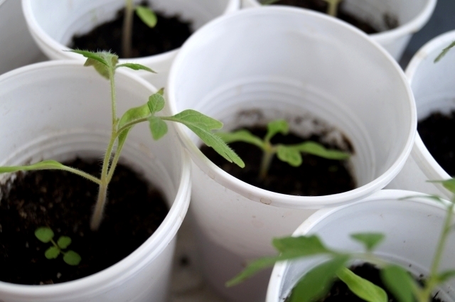 Без пикировки невозможно вырастить крепкую рассаду.