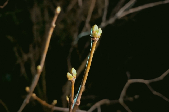 Распускание почек считали признаком быстрой весны.