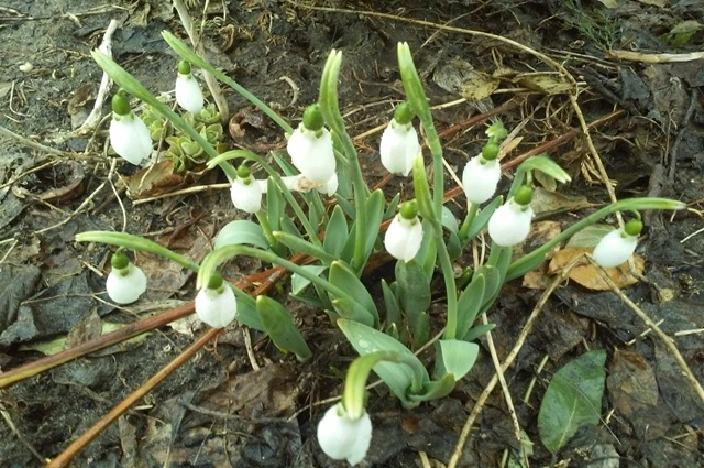 Подснежник белоснежный.
