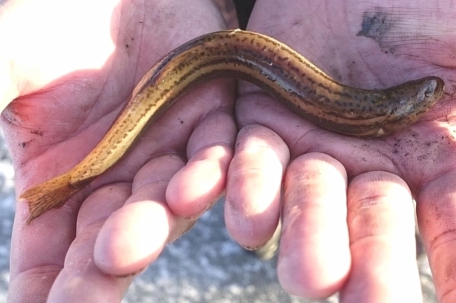 Обыкновенный вьюн спасен из высохшего водоема.