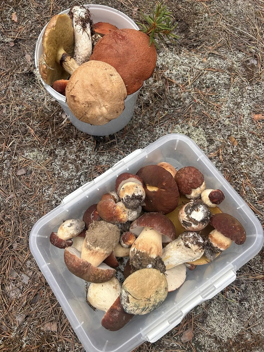 гастрономия, Коми