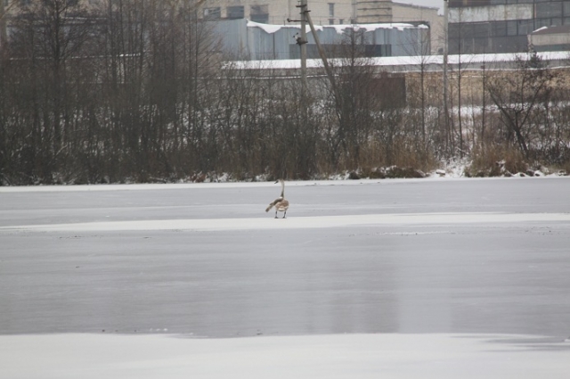 Лебедь не мог улететь на юг из-за сломанного крыла, а вода в озере замерзла.