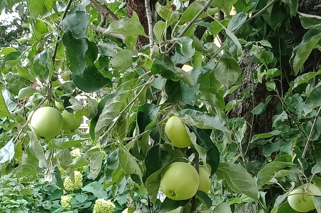 Яблоню стимулируют на плодоношение обрезкой.
