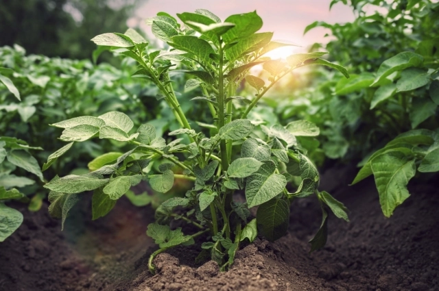 Листья картофеля тоже могут негативно повлиять на здоровье питомца.